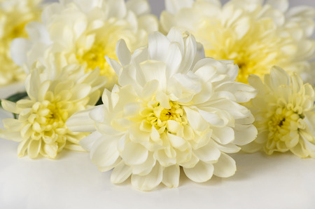 White chrysanthemums on a white background.の写真素材