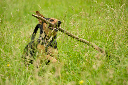 Joyful dog running through a meadow and retrieves a big stick.の写真素材