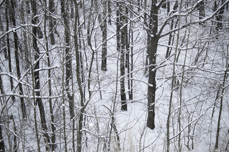 Forest valley covered with snow.の写真素材