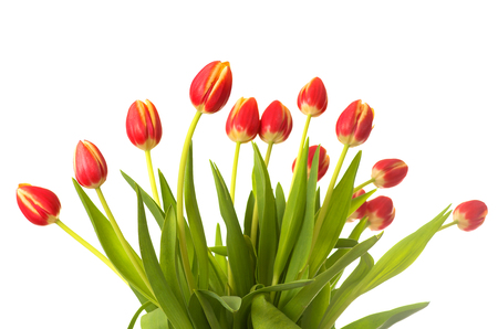 Bouquet of red-yellow tulips on a white background.の写真素材