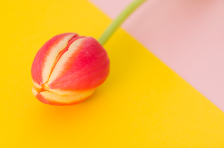 Tulip on a cardboard yellow and pink background.の写真素材