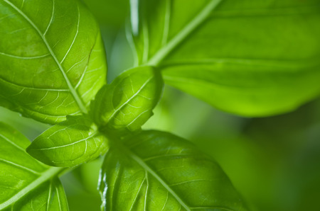 Twig of basil and her leaves, on a green background.の写真素材