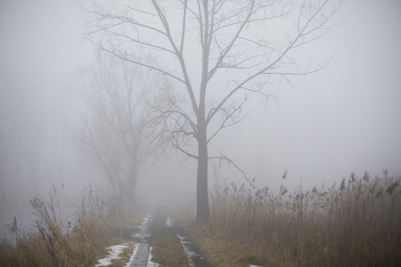 Gloomy winter day. The road between the ponds. The fog limits visibility.の写真素材