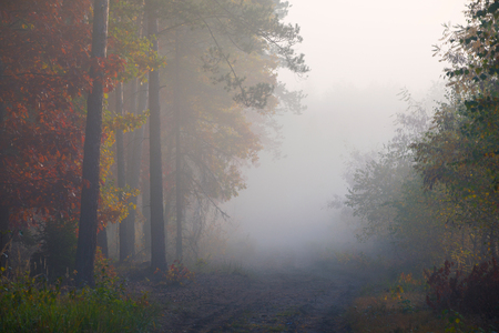 Morning fog in the forest. Gold autumn. Misty early morning.の写真素材