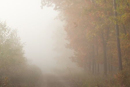 Morning fog in the forest. Gold autumn. Misty early morning.の写真素材