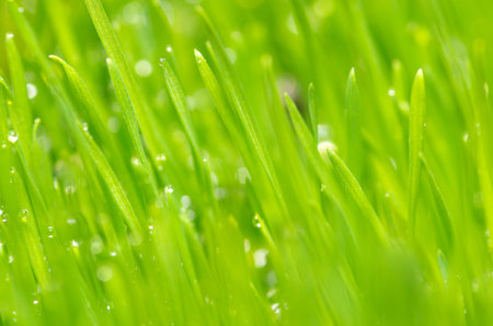 Fresh and juicy spring grass with drops of dew.