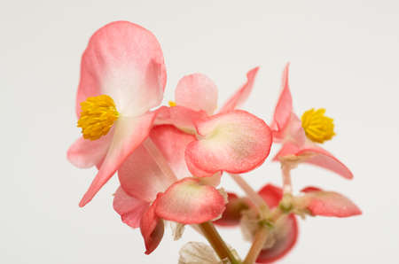 Begonia plant seedling in a white pot with red flowers. Runner-up begoniaの写真素材