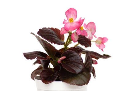 Begonia plant seedling in a white pot with burgundy leaves and pink flowers.の写真素材