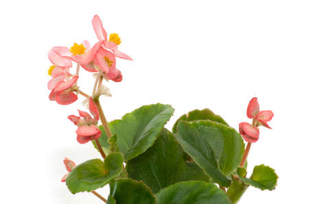 Begonia plant seedling in a white pot with red flowers. Runner-up begonia.の写真素材