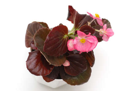 Begonia plant seedling in a white pot with burgundy leaves and pink flowers.の写真素材