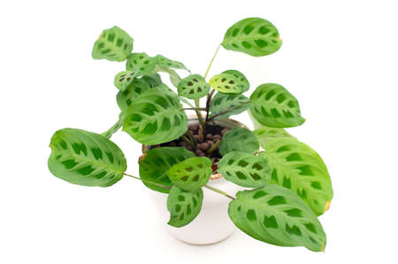 'Maranta Leuconeura Kerchoveana' plant in a pot on a white background.の写真素材