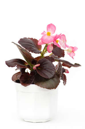 Begonia plant seedling in a white pot with burgundy leaves and pink flowers.の写真素材