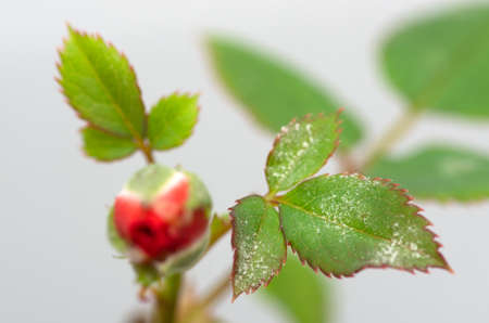 Rose disease gray mold on leaves.の写真素材