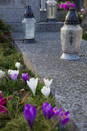 Candles on an old tombstone and fresh spring crocuses growing on a flower bed on a tombstone.の写真素材