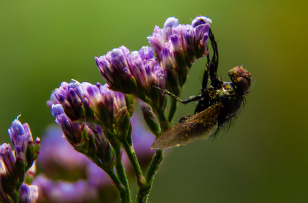Insect in a purple flower with blurred background