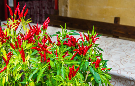Plant of red and green chili peppers in front of a restaurantの写真素材