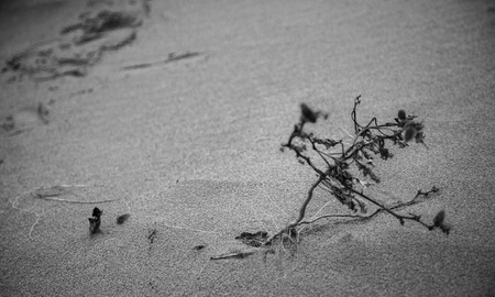 Little beach plant moved by the windの写真素材