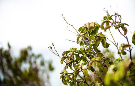 Detail of a plant Belonging to the vegetation of Tuscany coast in winterの写真素材