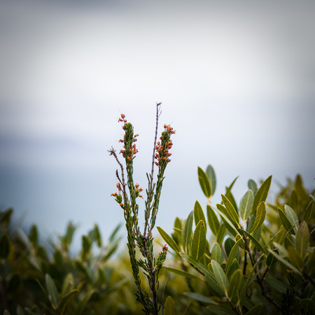 Detail of a plant of Tuscany coast with little orange flowersの写真素材