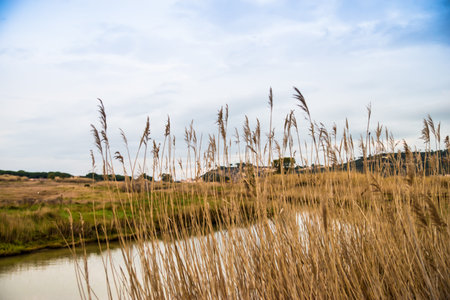 Vegetation of a natural oasis in the South of Tuscany