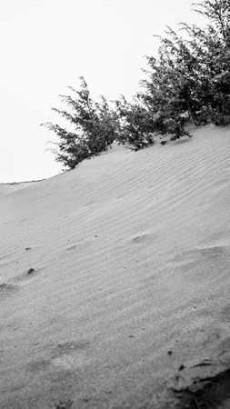 The shape of the sand in a beach in winter with blurred plants on the backgroundの写真素材