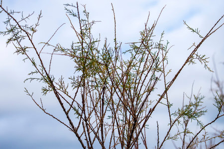 Detail of a pant in a natural oasis over the skyの写真素材