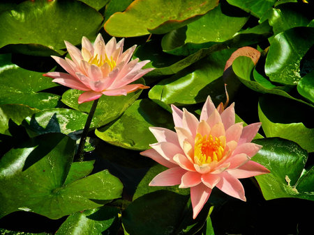 Seerose   water lilyの写真素材