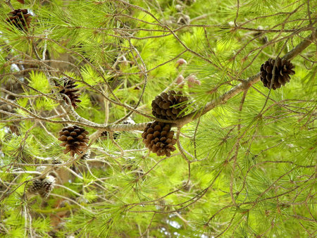 Pinie   pine-tree