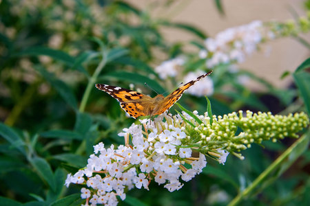 Butterfly - painted lady, Schmetterling - Distelfalter
