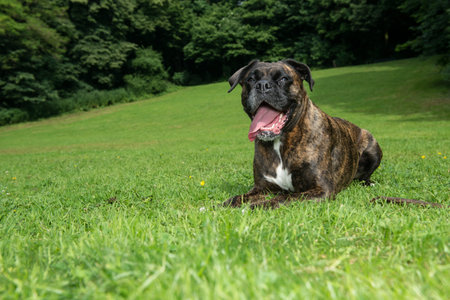 Happy adult brindle boxer dog resting on grass facing the camera panting and showing its tongue
