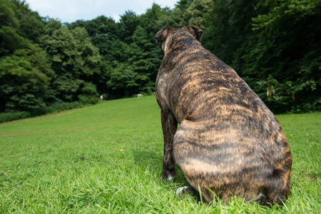 Closeup view of the backside of a brindle boxer sitting facing away from the camera looking up a green lawn showing the beautiful markings of its coat
