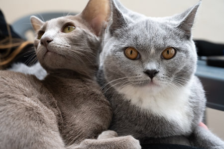 Best friends, oriental an british shorthair cats hugging togetherの写真素材