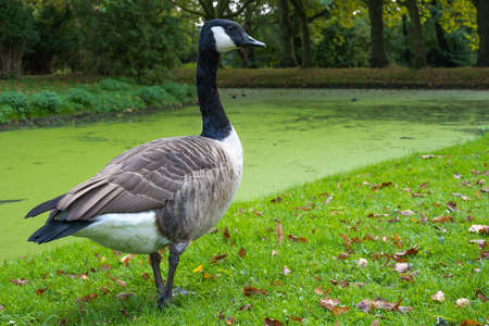 Canada Goose (Branta canadensis) standing on a green lawn in a park.の写真素材