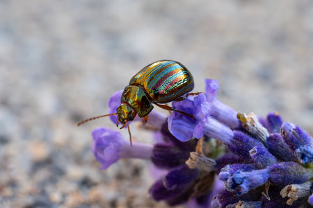 Beetle on lavender flower in nature. Macro photography.の写真素材