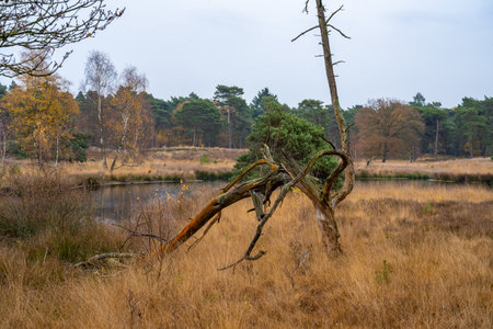 Beautiful autumn landscape with dry tree on the bank of the riverの写真素材