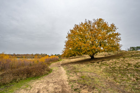 Autumn landscape with a lonely tree on a hillside in the countrysideの写真素材
