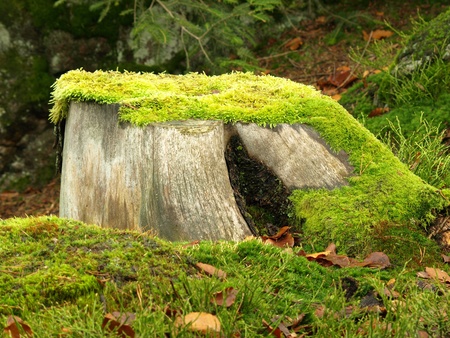 old tree stump with mossの写真素材