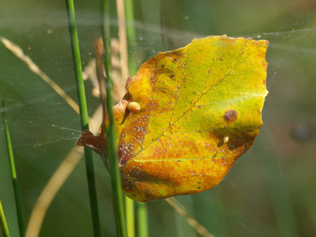 autumn leafの写真素材