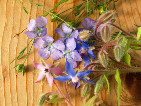 borage, starflower and linum lies on a boardの写真素材