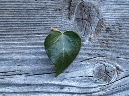 ivyleaf in heart form on a board