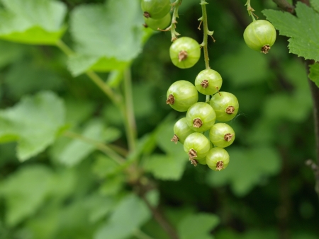 unripe red currantの写真素材