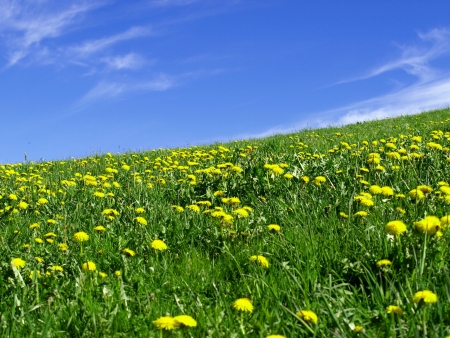 flower meadow with blue skyの写真素材