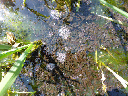 tadpoles and frog spawn from european common frogの写真素材