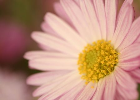 Macro shot of a beautiful pink flower(soft focus).の写真素材