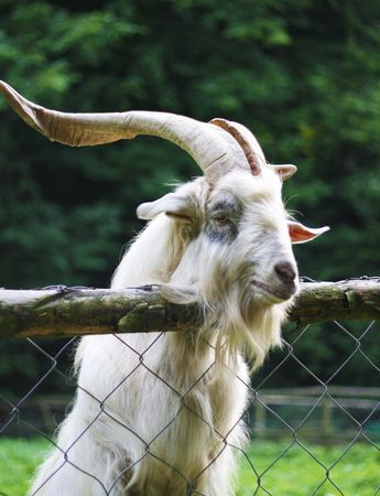 Close up of a white mountain goatの写真素材
