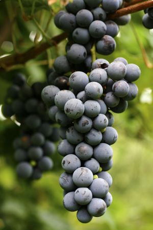 Close up shot of some delicious black grapesの写真素材