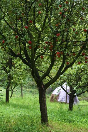 Apple tree in a lush green garden.の写真素材
