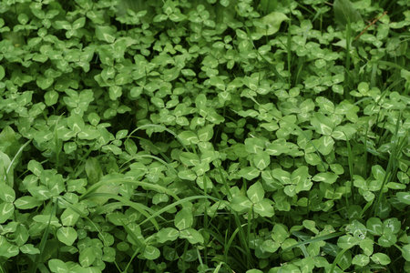 Beautiful field of lush green clovers.の写真素材