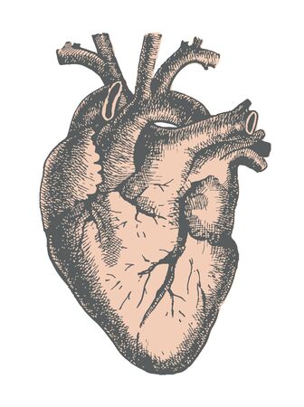 Hand drawn line art anatomic human heartのイラスト素材