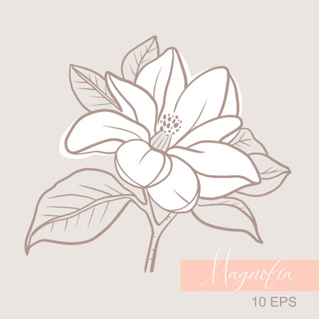 Vector graphic linear illustration of a sprig of magnolia flowersのイラスト素材